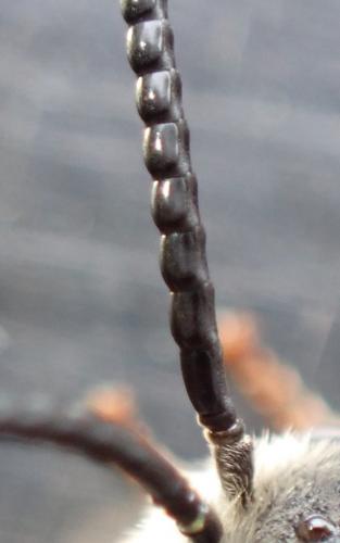 Réf. 291 754 : Sphecodes albilabris